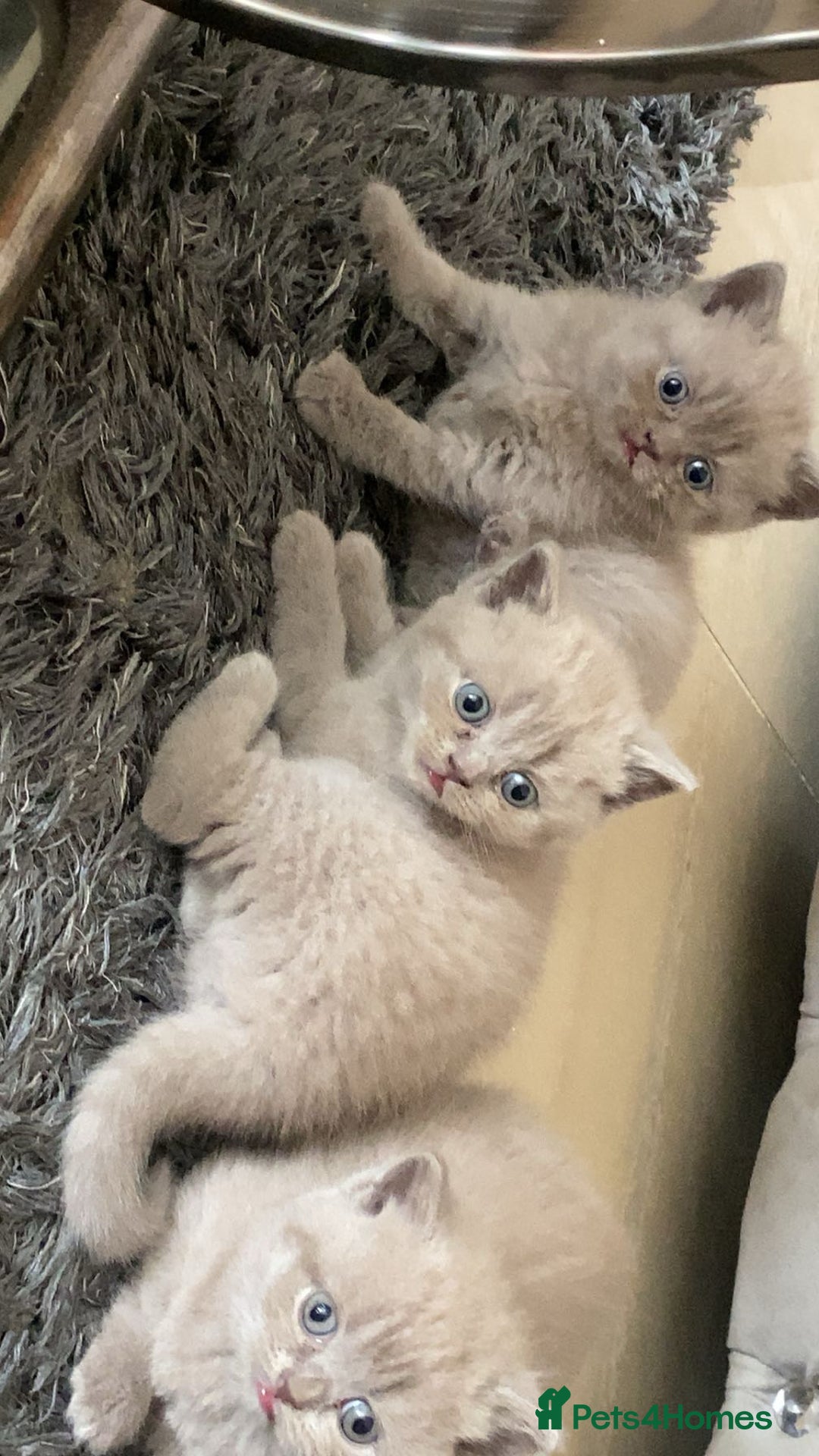 British Shorthair cats for sale: British shorthair (lilac) - Image 1