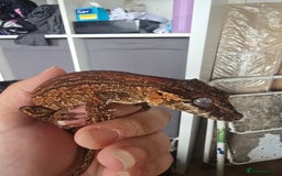 Gecko reptiles for sale: Red stripe Gargoyle Gecko with exoterra  - Image 2