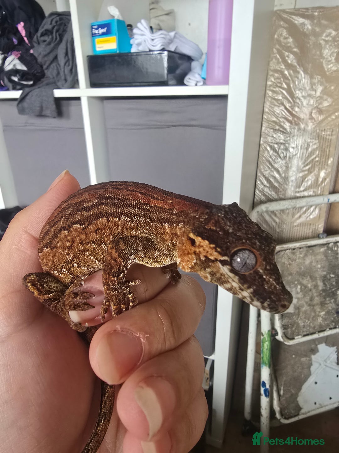 Gecko reptiles for sale: Red stripe Gargoyle Gecko with exoterra  - Image 2