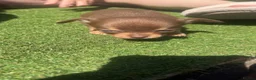 Chihuahua dogs for sale: Chocolate and tan Chihuahua puppies - Advert 5