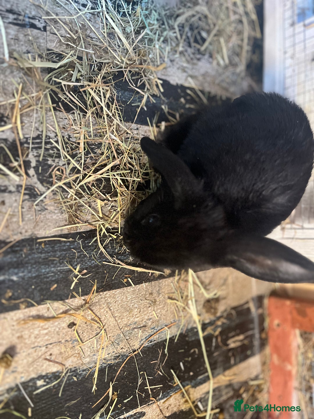 Lionhead rabbits for sale: Bunny called Hope - indoor bunny  - Image 4