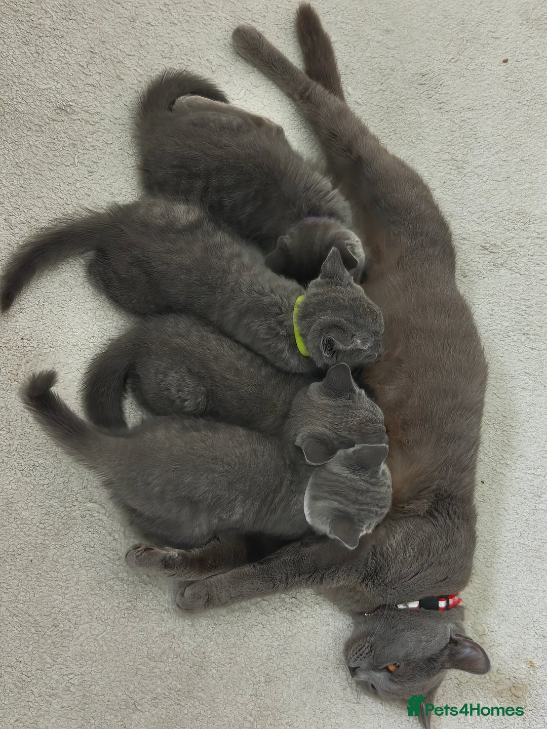 Russian Blue cats for sale: ABSOLUTELY BEAUTIFUL RUSSIAN BLUE KITTENS 8 WEEKS  - Advert 2