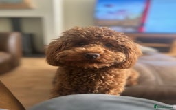 Toy Poodle dogs for stud: Kc health tested fox red Toy poodle for stud  - Image 8