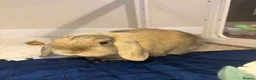 Mini Lop rabbits for sale: The most gorgeous Mini Lop boy, inside and out 🤍 in Swindon - Advert 5
