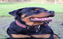 Rottweiler dogs for sale: Dexter, Rottweiler - Image 1
