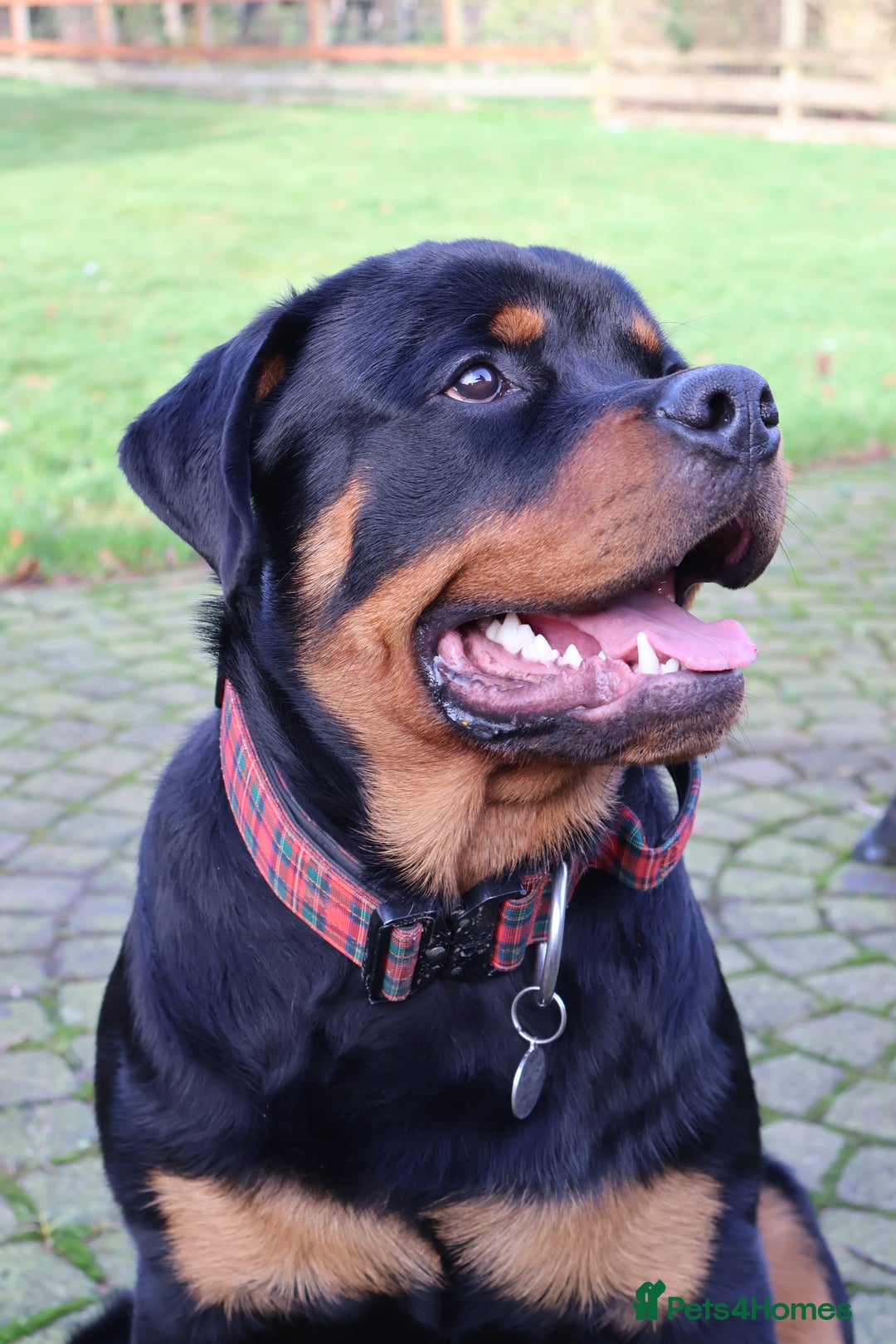 Rottweiler dogs for sale: Dexter, Rottweiler - Image 1