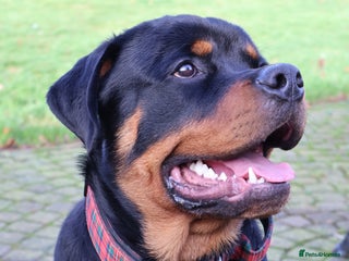 Rottweiler dogs for sale - Advert 1