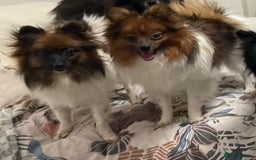 Pomeranian dogs for sale: ****7 Tri/parti Pom pups 3 girls left ** deposit - Image 3