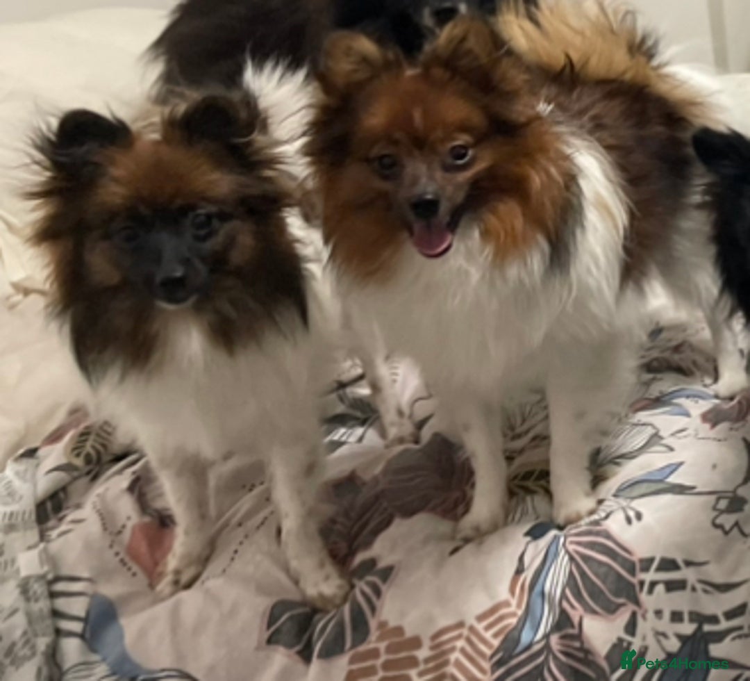 Pomeranian dogs for sale: ****7 Tri/parti Pom pups 3 girls left ** deposit - Image 3