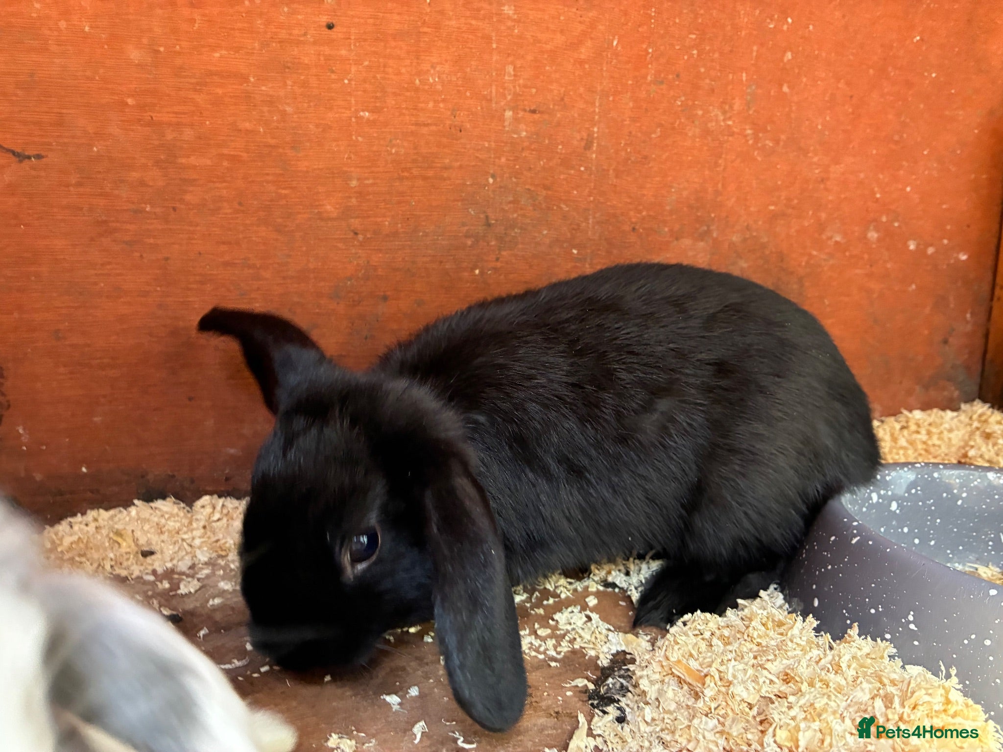 Mini Lop rabbits Baby mini lops / lion lops - Advert 17
