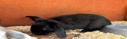 Mini Lop rabbits for sale: Baby mini lops / lion lops - Advert 2