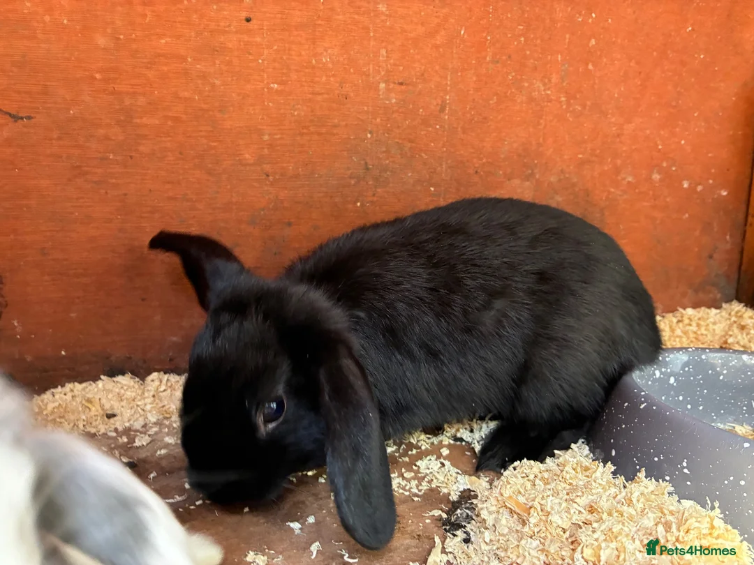 Mini Lop rabbits for sale: Baby mini lops / lion lops - Advert 2