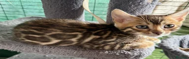 Bengal No collar