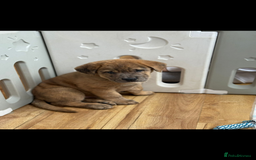 Mixed Breed dogs for sale: Mixed breed chow chow /great dane mastiff  - Image 2