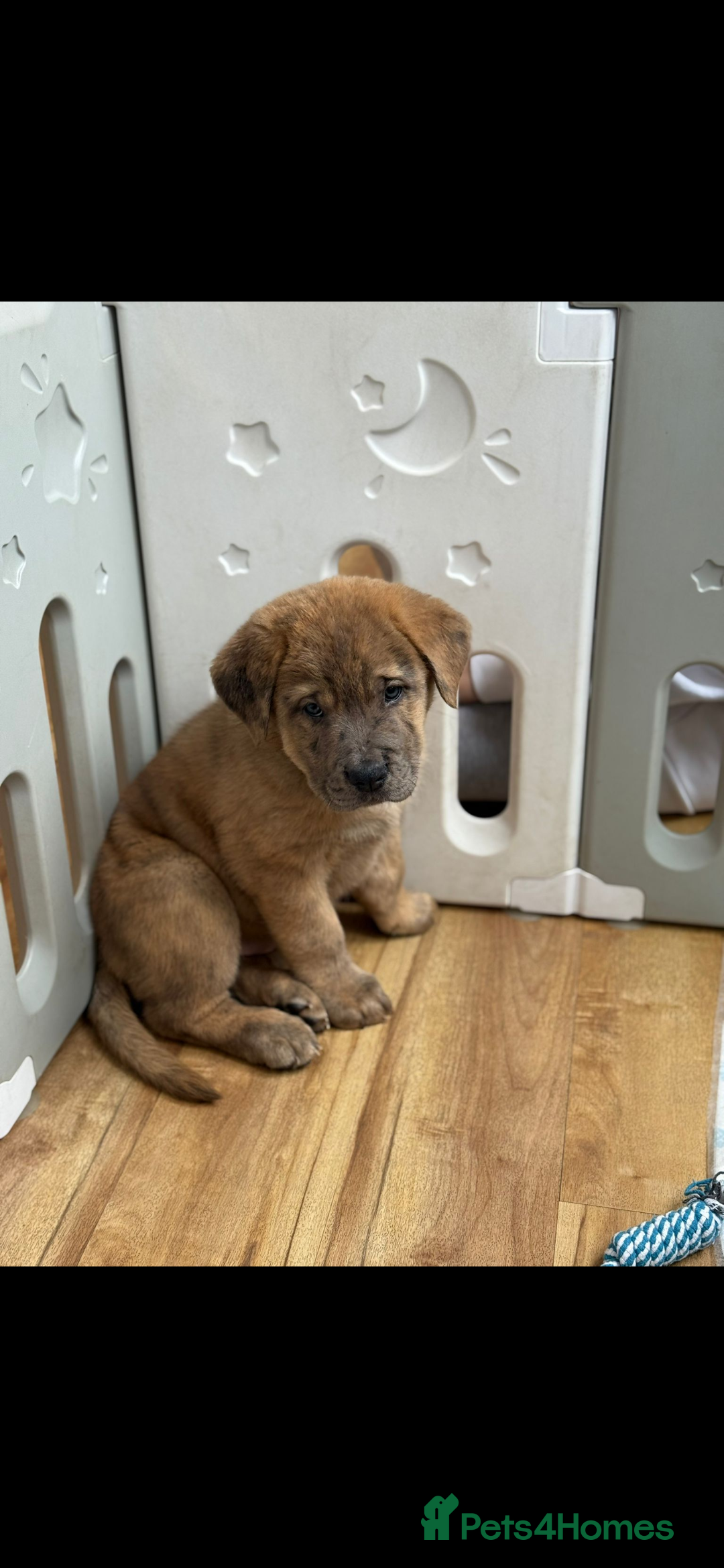 Mixed Breed dogs for sale: Mixed breed chow chow /great dane mastiff  - Image 2