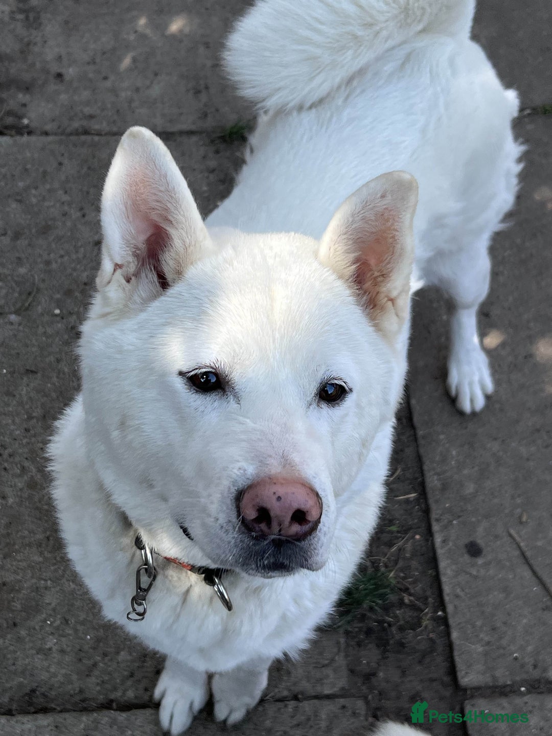Akita dogs for sale: Ready Now! American Akita Puppies in Liverpool - Image 10