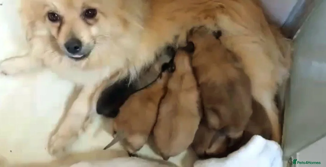 Pomeranian dogs for sale: Pomeranian puppies  in Rainham - Advert 12