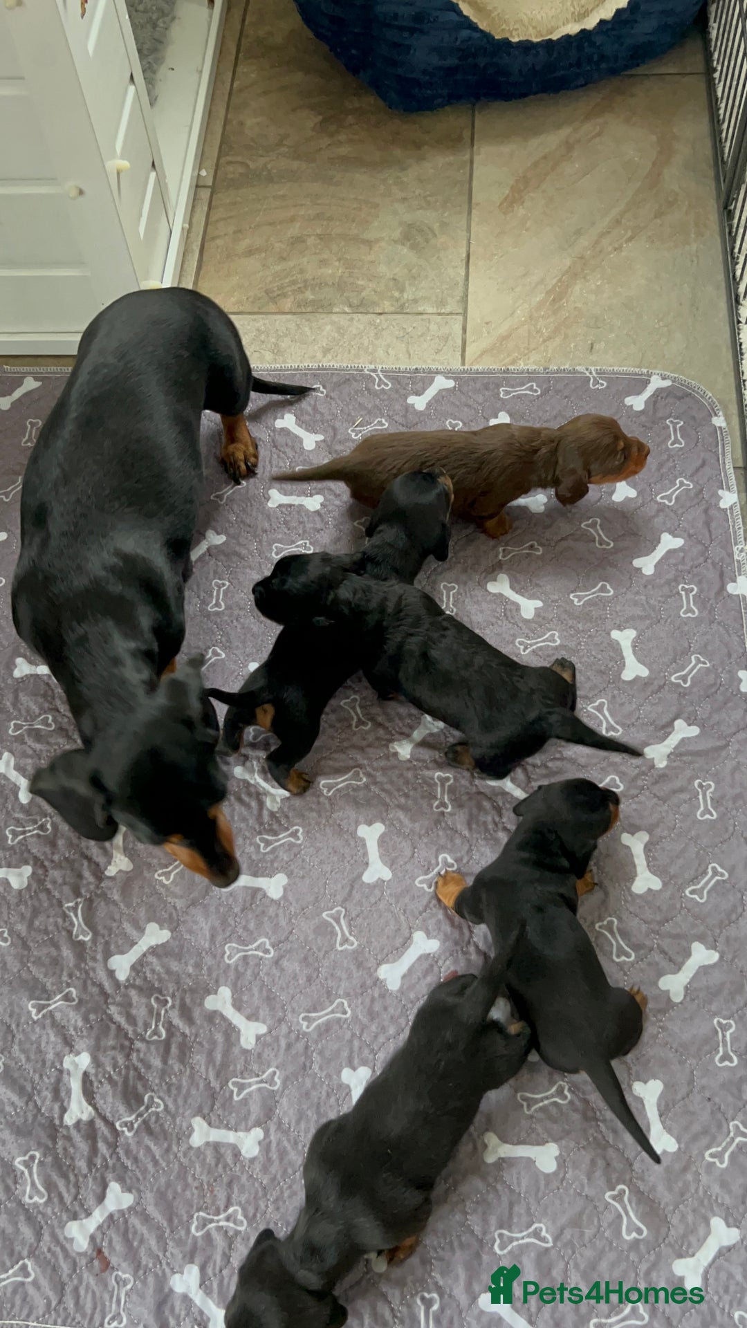 Miniature Dachshund dogs for sale: Miniature Smooth Haired Dachshunds  - Advert 4