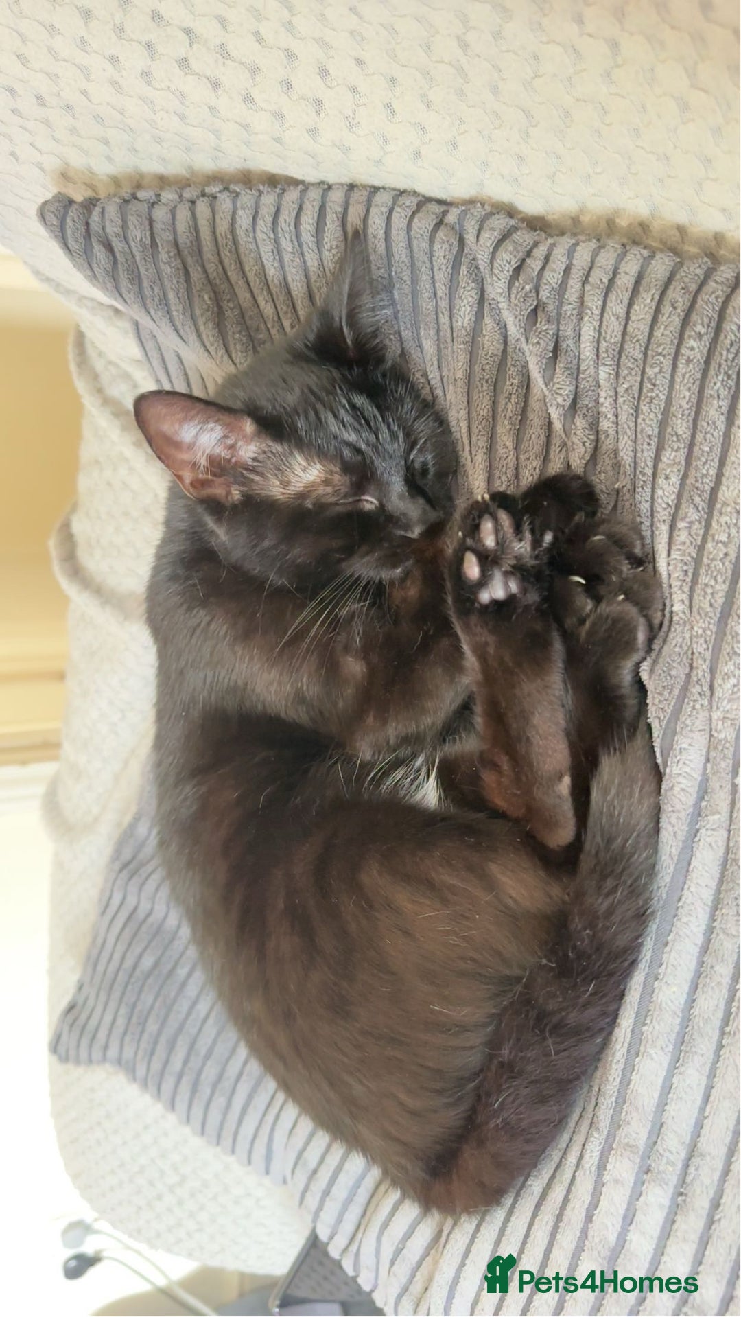 Mixed Breed cats for sale: binx - in need a forever home - Advert 4