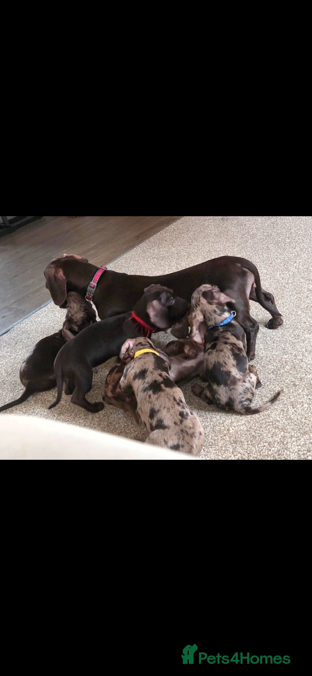 Dachshund dogs for sale: Female Dachshund Puppy - Advert 8