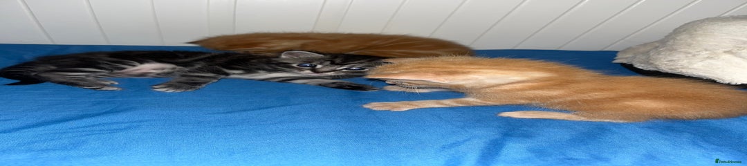 Kitten 3