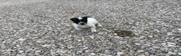 Jack Russell dogs for sale: Jack Russell  in Barnsley - Advert 6