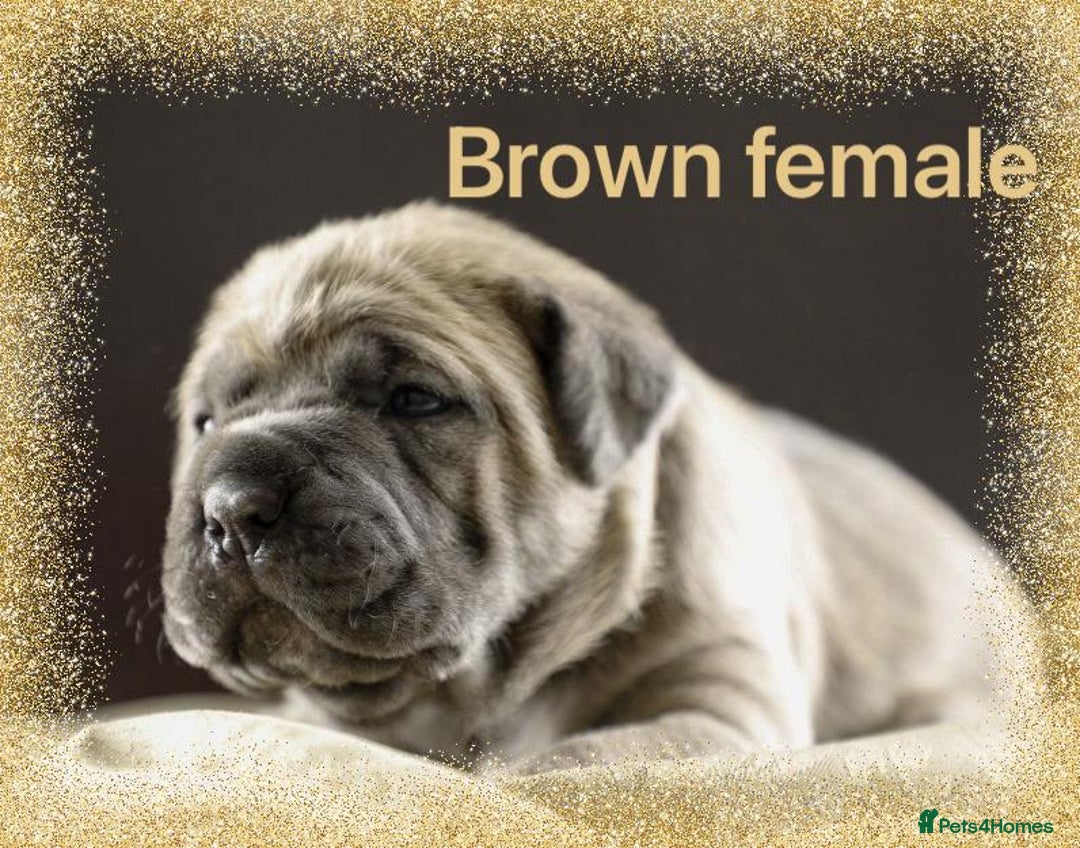 Cane Corso dogs for sale: Elite Formentino Cane Corso puppies - Advert 4