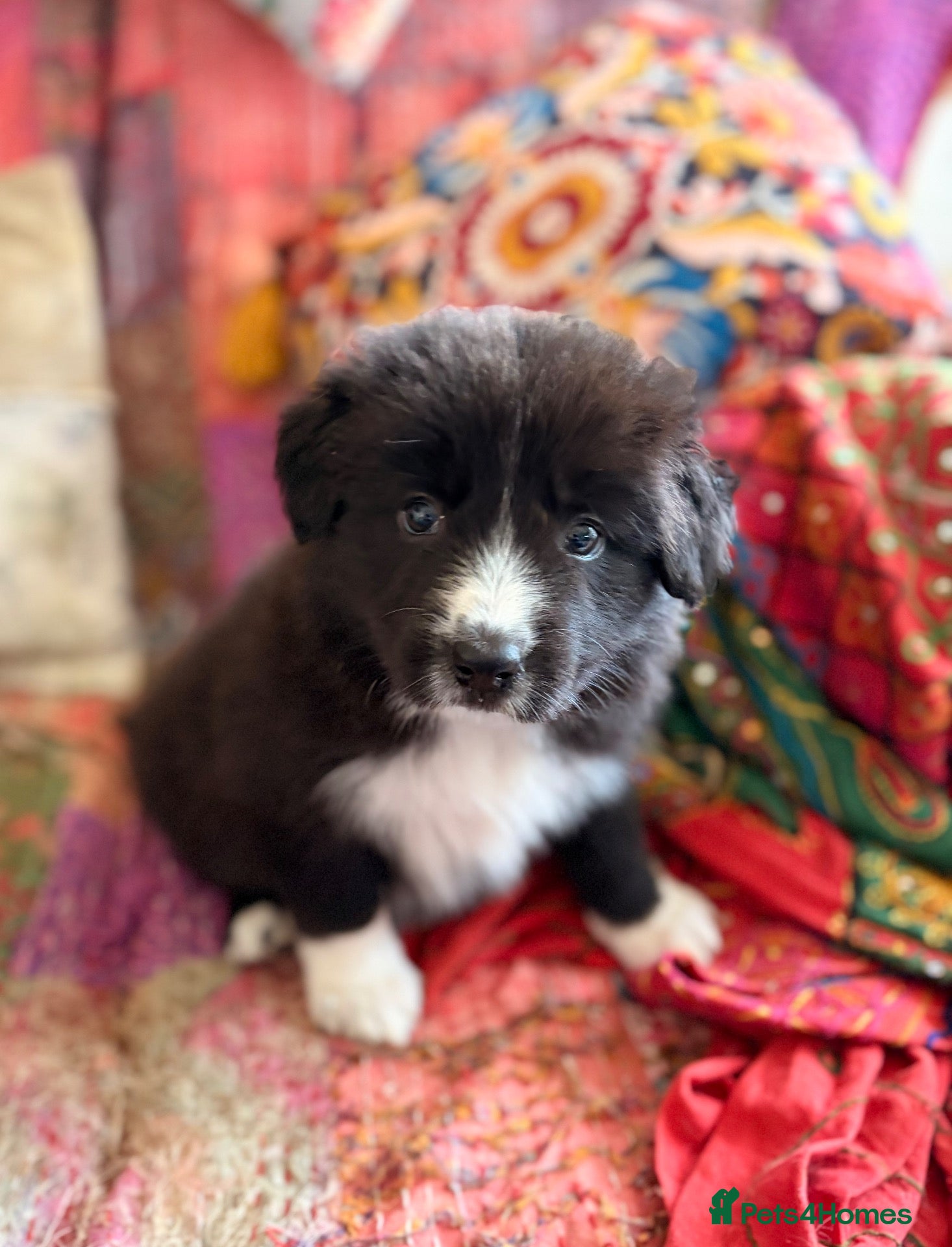 Border Collie dogs STUNNING BORDER COLLIE PUPS.  - Advert 5