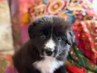 Border Collie dogs STUNNING BORDER COLLIE PUPS. - Advert 5