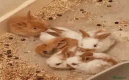 Continental Giant rabbits for sale: Continental giant - Image 1