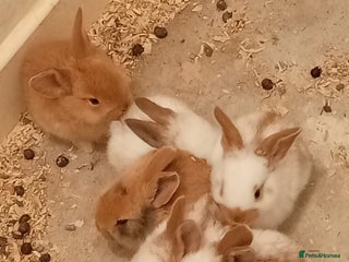 Continental Giant rabbits for sale - Advert 1