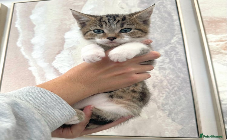 Mixed Breed cats - Advert 13