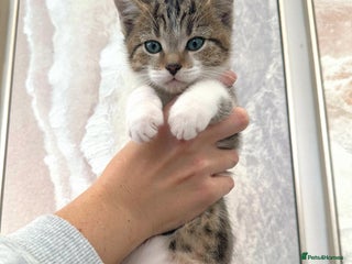 Mixed Breed cats - Advert 36