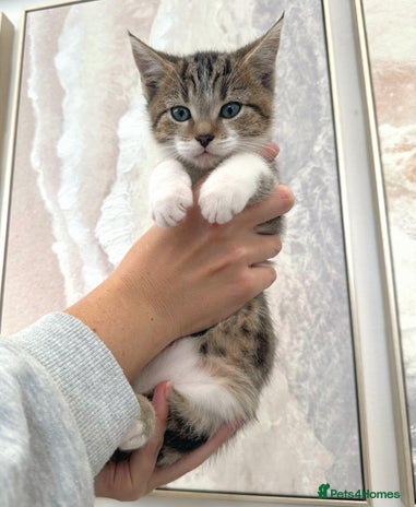 Mixed Breed cats - Advert 11