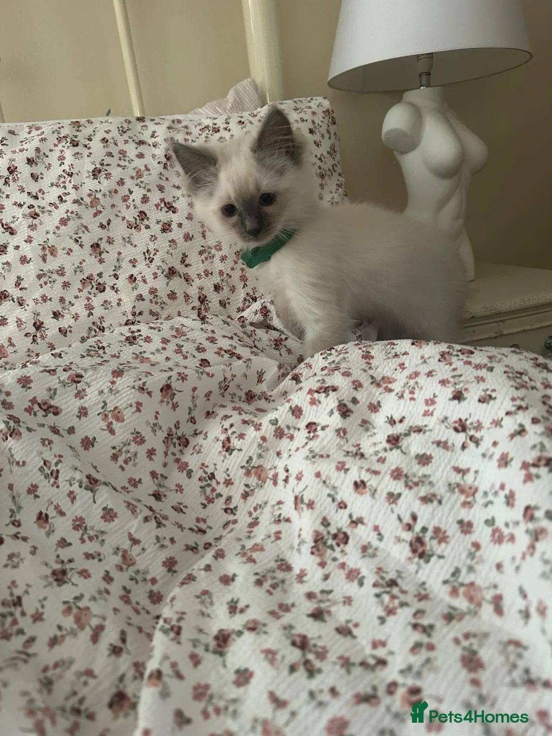 Ragdoll cats for sale: Two beautiful boys left.  - Advert 2
