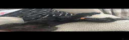 Cockapoo dogs for sale: Mini black cockapoo - Advert 4