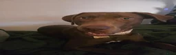 Labrador Retriever dogs for sale: Labrador for sale  - Advert 3