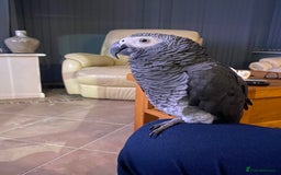 Parrots birds for sale: African Grey - Image 4