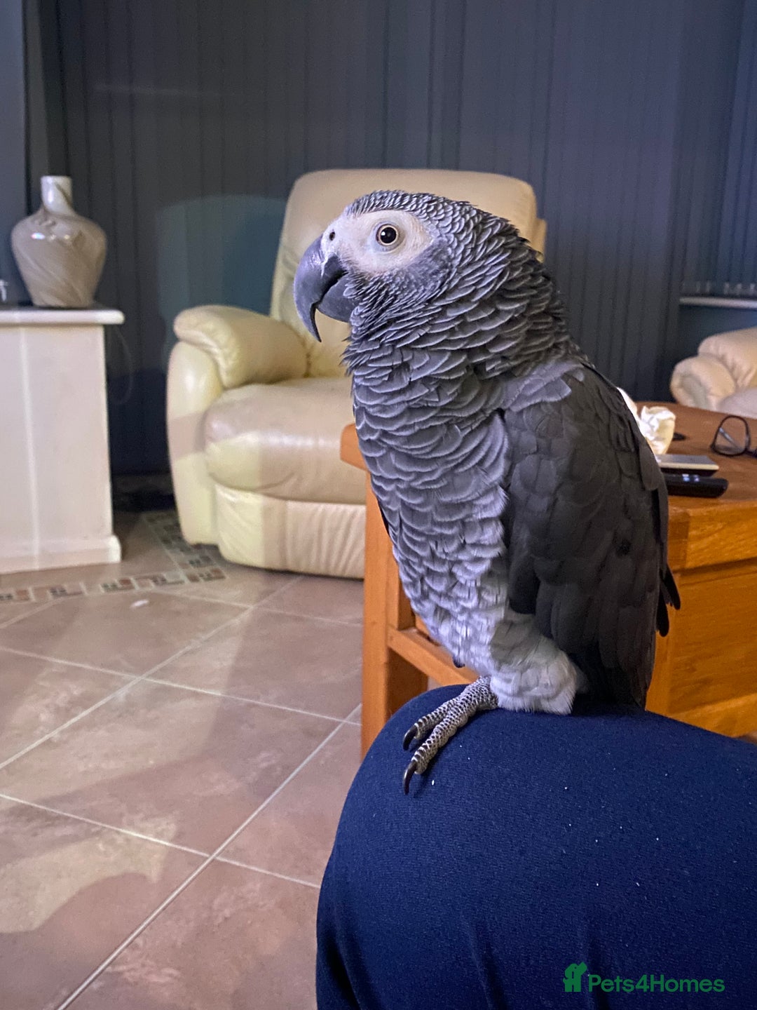 Parrots birds for sale: African Grey - Image 4