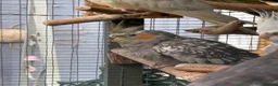 Cockatiels birds for sale: 2026 pair of cockatiels  - Advert 3