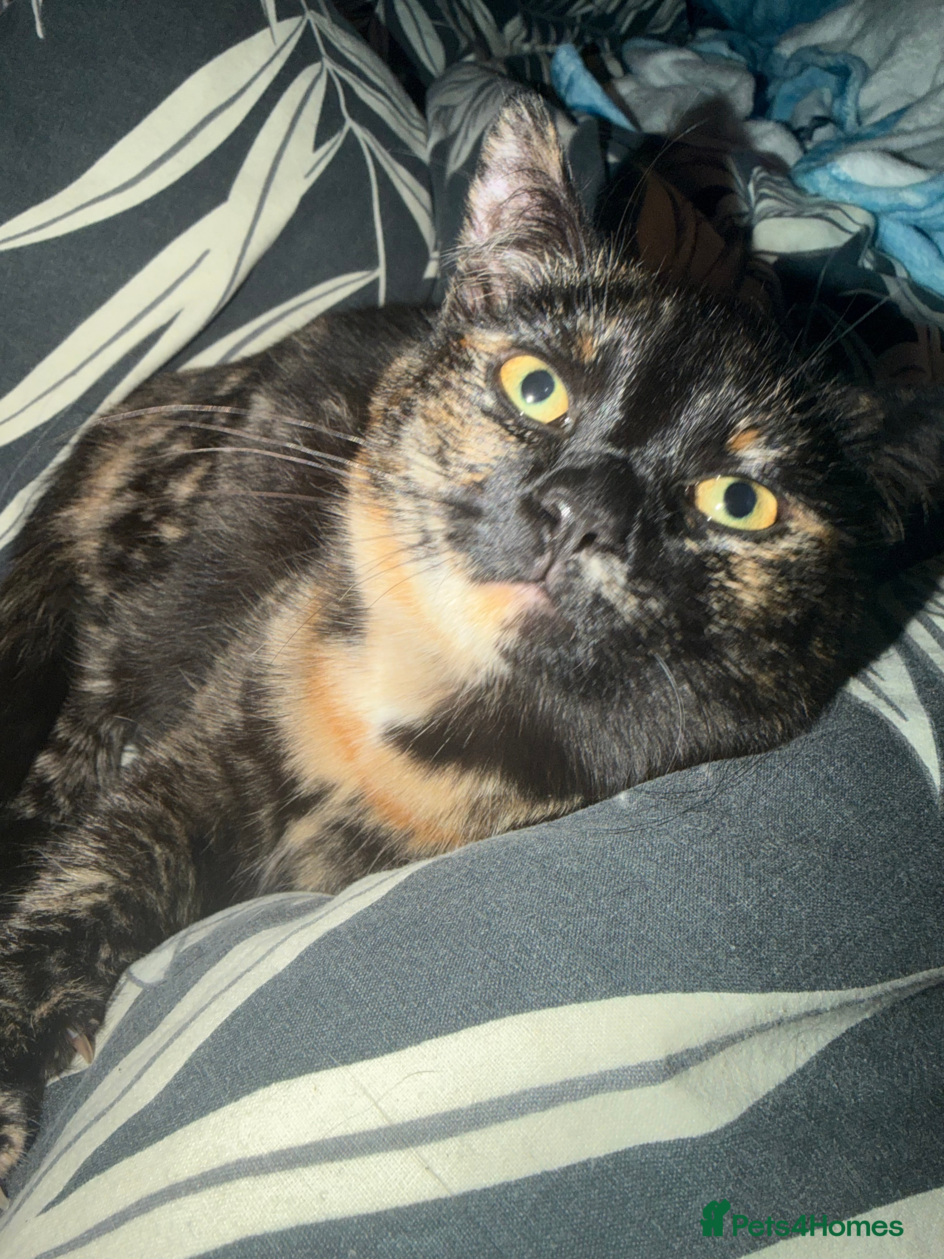 Domestic Shorthair cats 4 month old Female Domestic Shorthair  - Advert 1