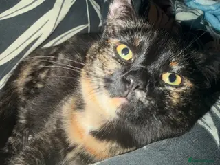 Domestic Shorthair cats 4 month old Female Domestic Shorthair - Advert 1