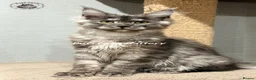 Maine Coon cats for sale: TICA registration Maine coon kittens Ready Now - Advert 8