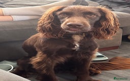 Sprocker dogs for sale: Sprocker Spaniel 17 months old  - Image 2