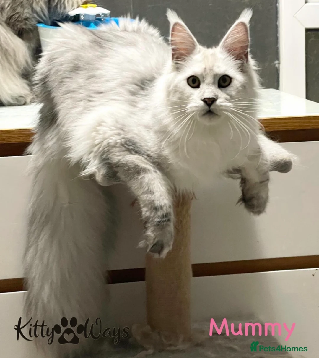 Maine Coon cats for sale: 🐾🦁 HUGE RUSSIAN CHAMPION LINES SILVER BOY 🦁🐾 - Advert 8