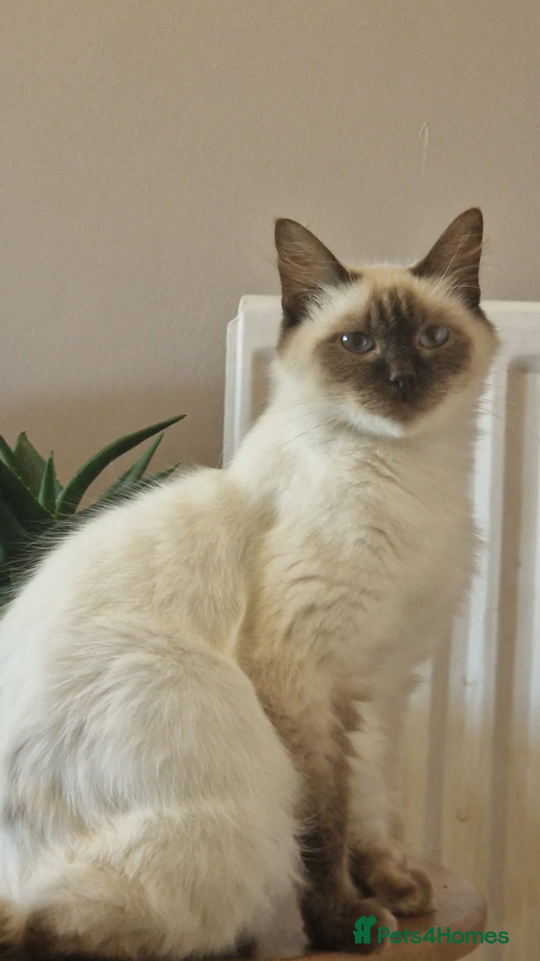 Mixed Breed cats for sale: Kitten  - Advert 7