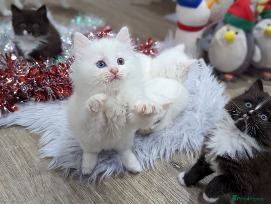 Ragdoll cats for sale: Ragdoll kittens - Advert 5