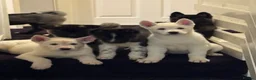 Mixed Breed dogs for sale: 7 beautiful American Akita Puppies ***5 left*** - Advert 2
