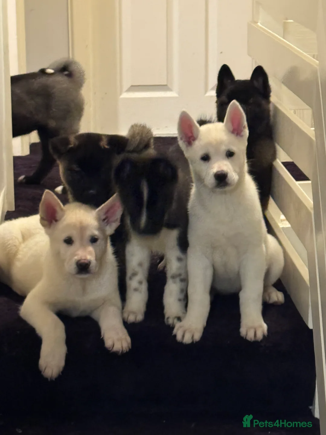 Mixed Breed dogs for sale: 7 beautiful American Akita Puppies ***5 left*** - Advert 2
