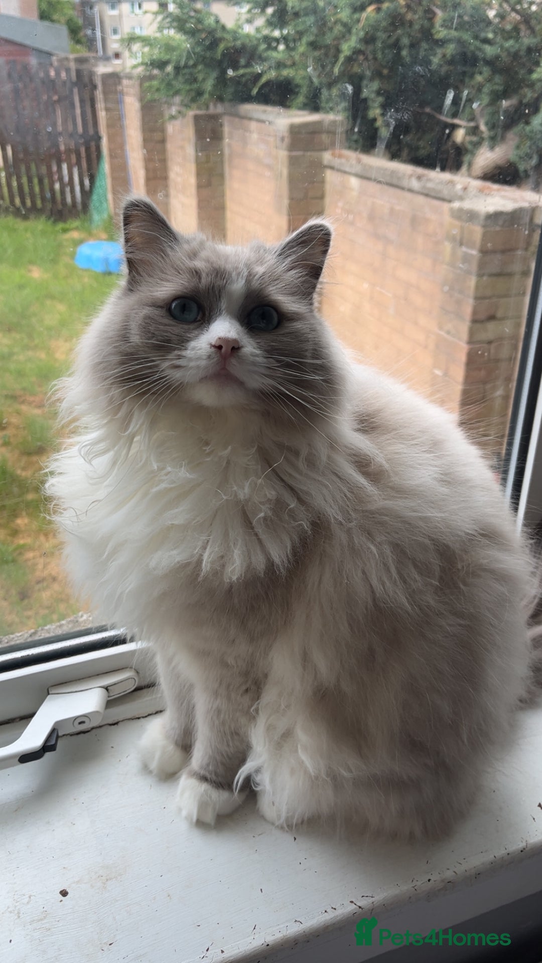 Ragdoll cats for sale: Blue colourpoint female can drop off to Edinburgh  - Advert 9